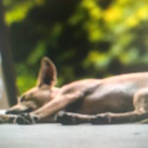 Meet your Posher, Brynn